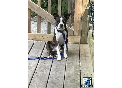 a boston terrier dog sitting on a porch